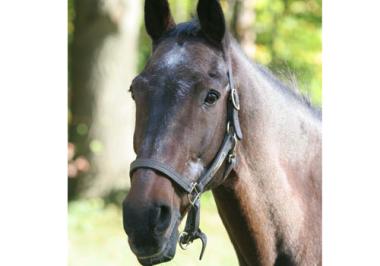Holyoke Horse Rescuers