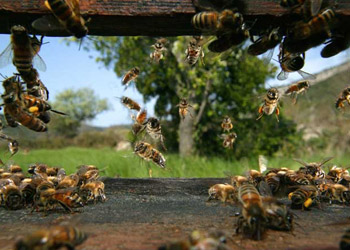 CinemaDope: Feeling the Sting