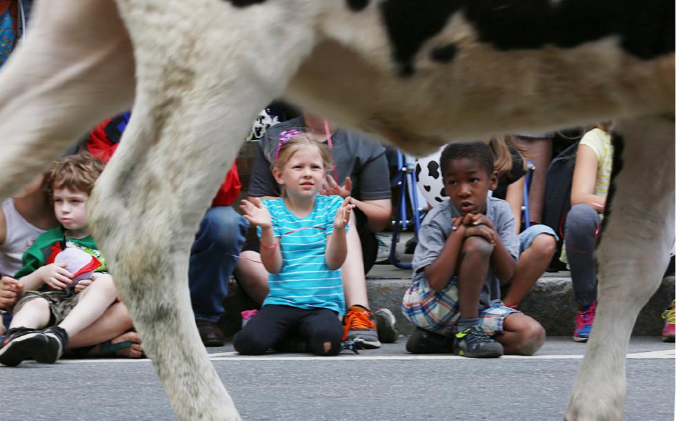 The Strolling of the Heifers in Brattleboro, Vt. - Micky Bedell/The Valley Advocate |
