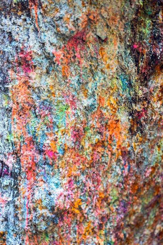 MICKY BEDELL Paint from hundreds of broken paintballs cake the bark of a tree at Agawam Xtreme Paintball. - Micky Bedell |
