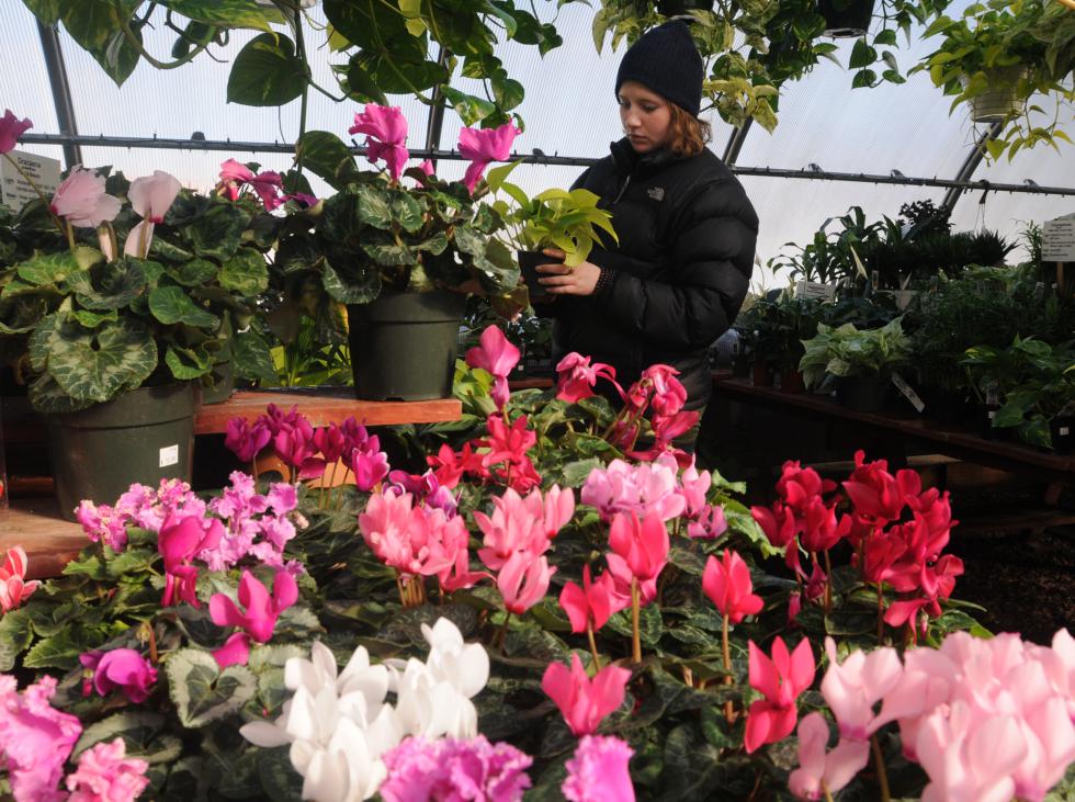 CAROL LOLLIS Mariel Lugosch-Ecker, of Florence, takes a break from the cold weather and looks at plants in the green house at Hadley Garden Center. - Carol Lollis | Daily Hampshire Gazette
