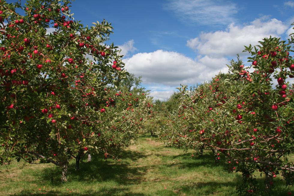 Apple Trees - Nancy Kennedy | iStockphoto