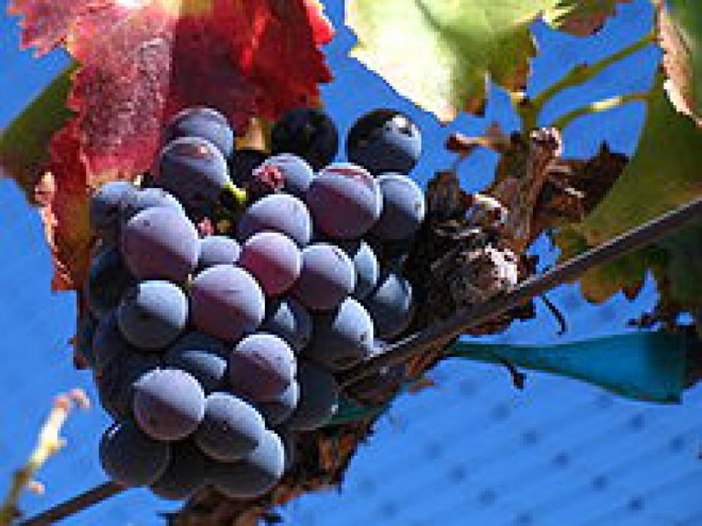 a-red-wine-from-a-noble-spanish-grape