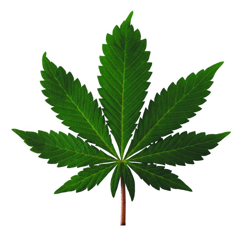 Cannabis leaf - Brand X Pictures | Stockbyte