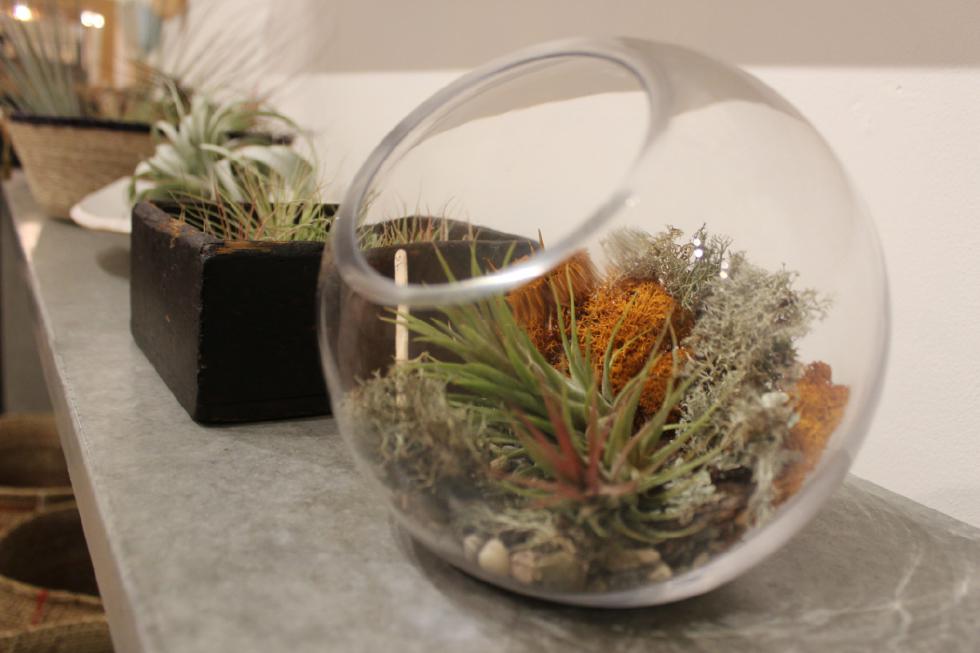 How to  Terrarium: turning houseplants into tiny works of art