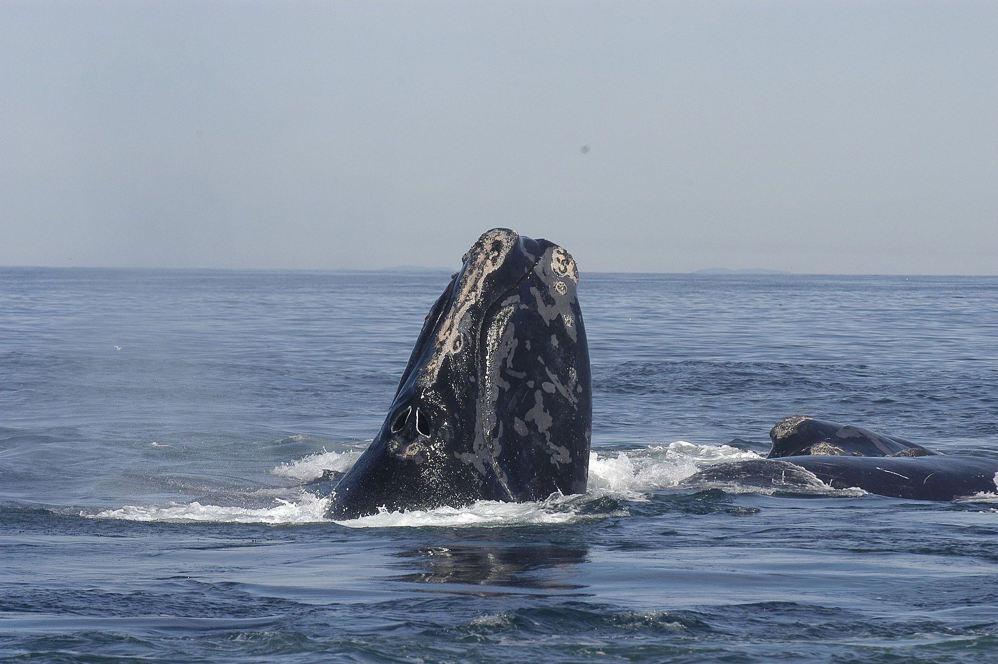Down to Earth: Right whales feast on the Cape, but for how long?