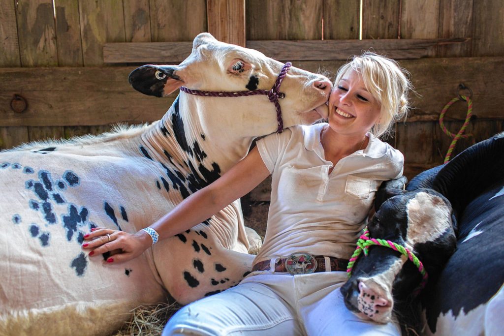 Nicole Glabach, of Leyden, lies with two young cows from Bree-Z-Knoll farm in Leyden: Fiesta, born in February and Flair, born in March, Saturday August 22, 2015 at the Heath Fair. Matt Burkharrt photo, for the Recorder