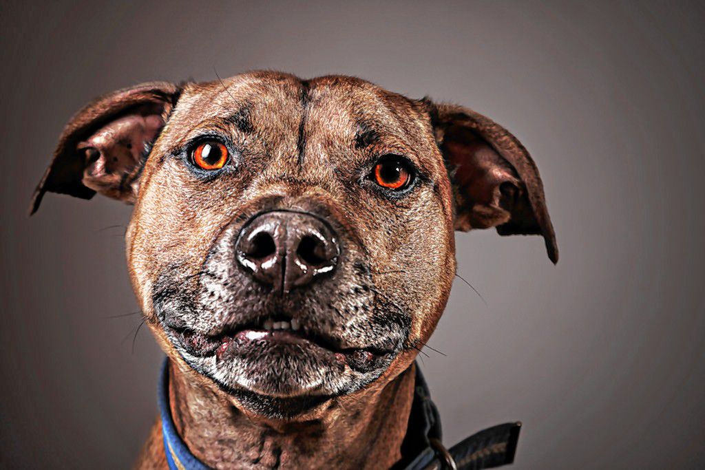 Play Date! Double Dog Shows in West Springfield This Weekend