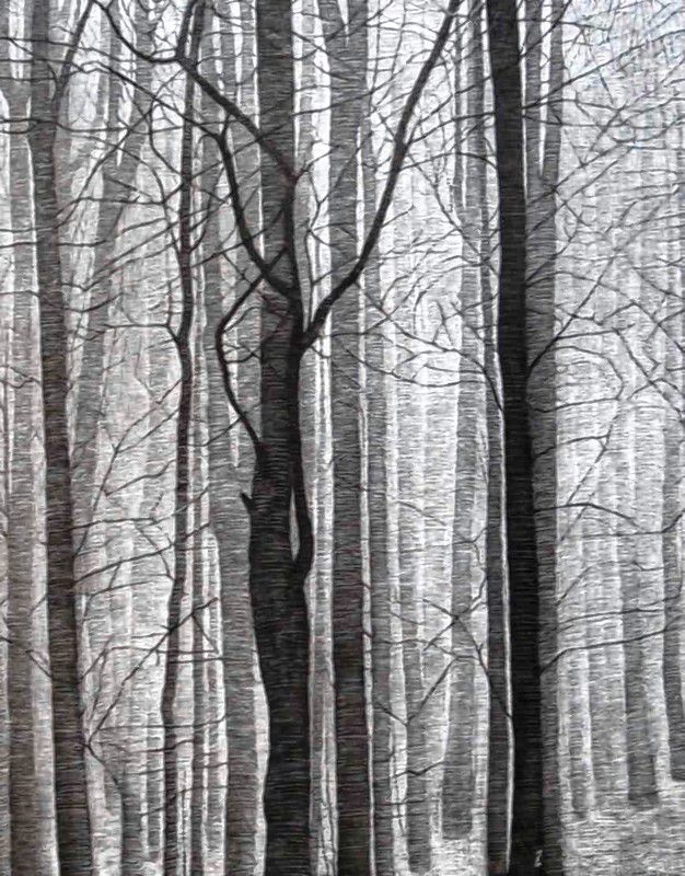 On Exhibit: Joe Smith’s Scratchboard Trees