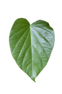 Kava leaf on a plant