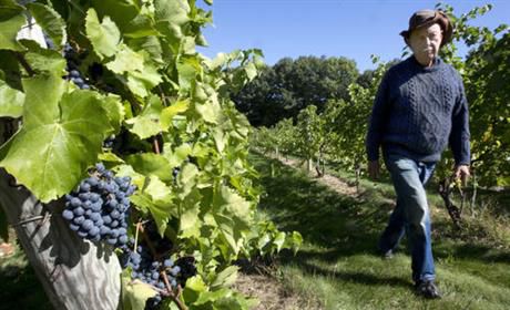 Peter Oldark walks past a row in his crop at the Jewell Towne Vineyards Tuesday Oct. 4, 2016 in North Hampton, N.H. The dry summer weather was ideal for growing grapes in some spots in the Northeast, but the drought in southern New England and parts of New York may have decreased the crop. (AP Photo/Jim Cole)