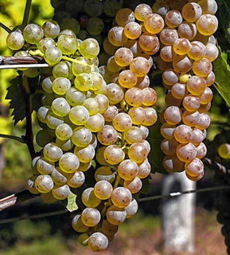 Grapes seen at the at the Jewell Towne Vineyards Tuesday Oct. 4, 2016 in South Hampton, N.H. wait to be harvested. The dry summer weather was ideal for growing grapes in some spots in the Northeast, but the drought in southern New England and parts of New York may have decreased the crop.. (AP Photo/Jim Cole)
