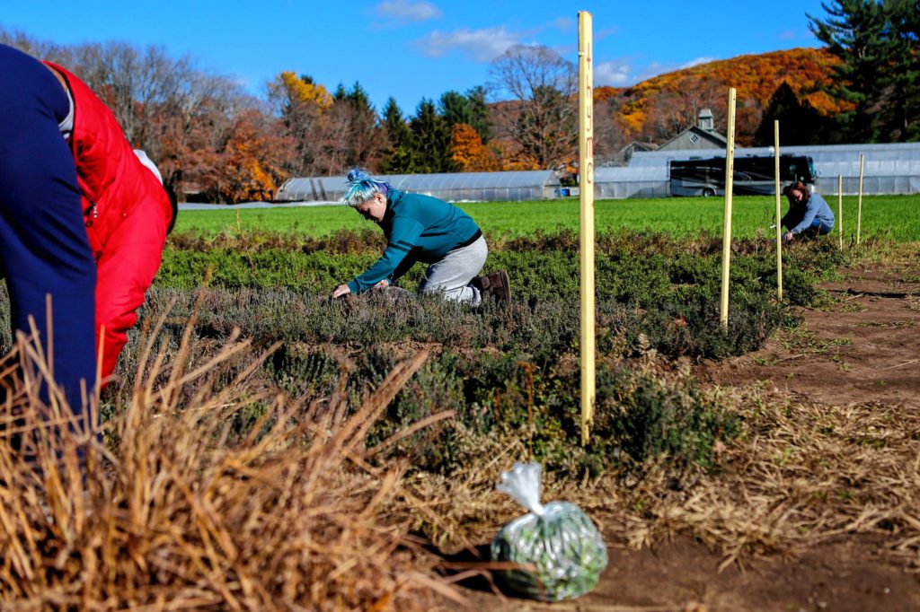 Mary Wilson, center, who lives in Soldier On's transitional housing for female veterans on the Veterans Affairs campus in Leeds, picks herbs Nov. 4, 2016 as part of a CSA program in which participants can select their own food from Mountain View Farm in Easthampton. A female veteran who lives in the community bought the farm share for Solider On women.