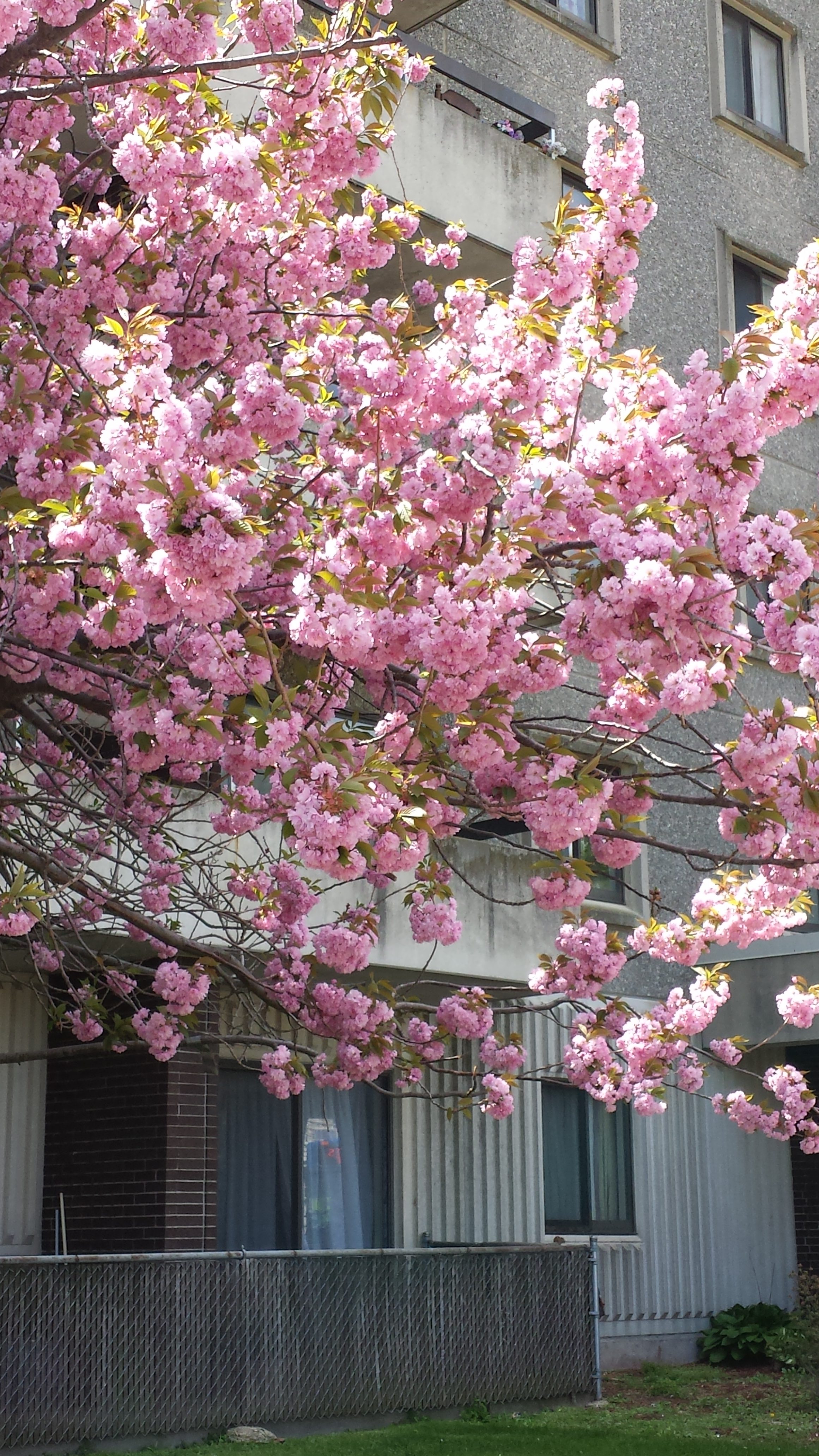 names of pink flowering trees