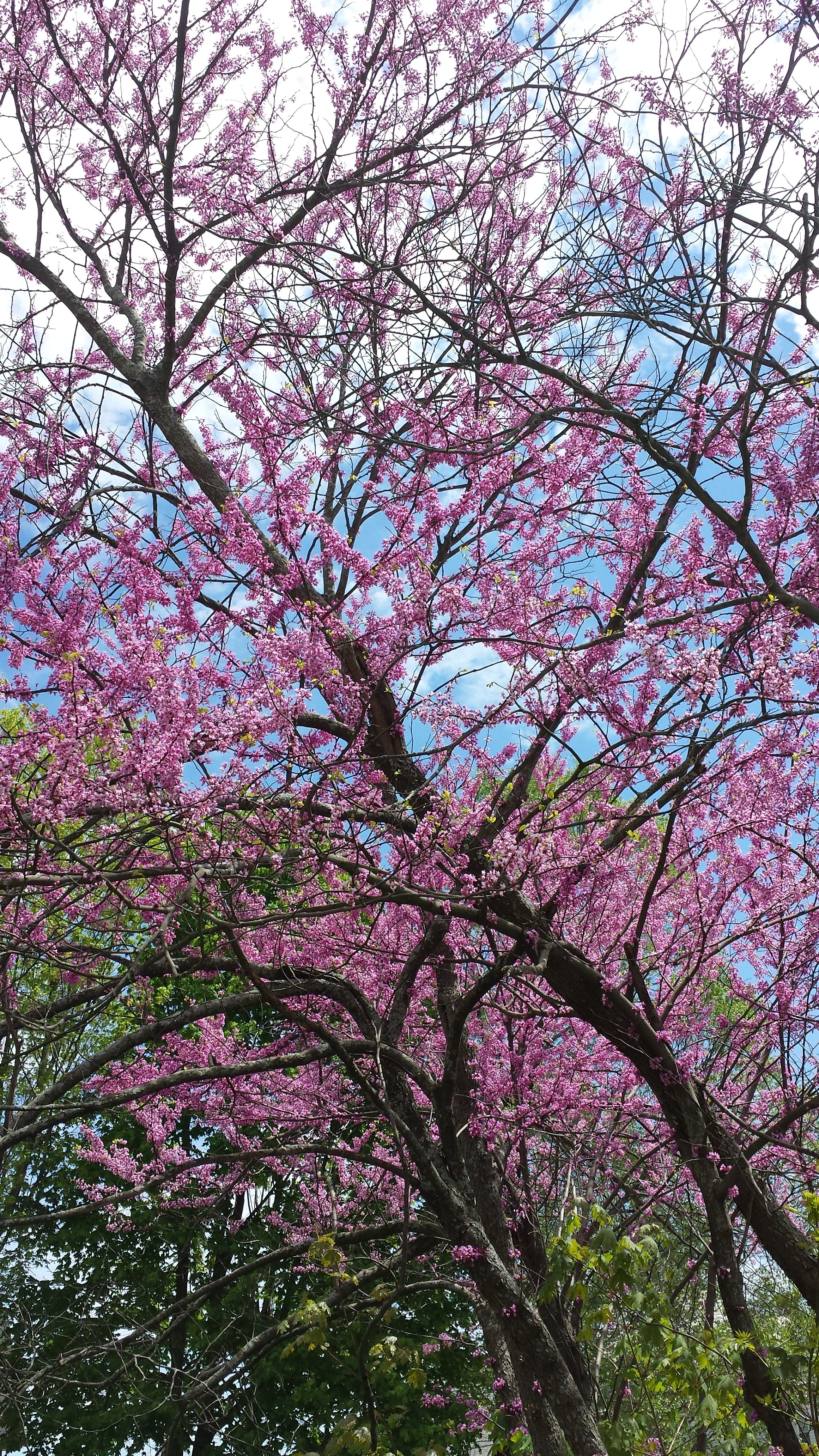 Names Of Pink Flowering Trees