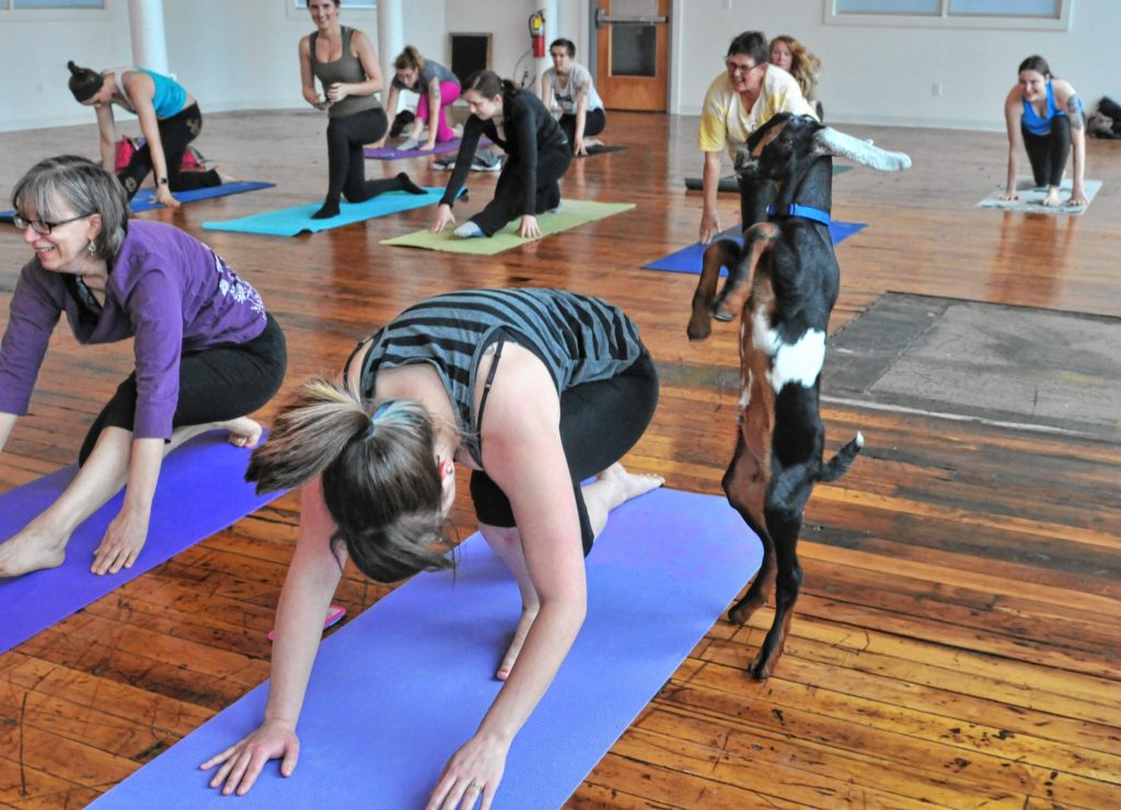 A goat plays around Amy Lapointe during Goat Yoga in Easthampton Friday afternoon.
