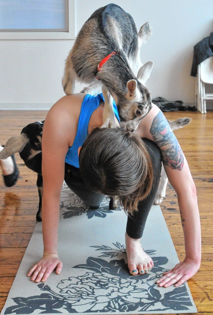 Lauren Mudway during Goat Yoga in Easthampton Friday afternoon.