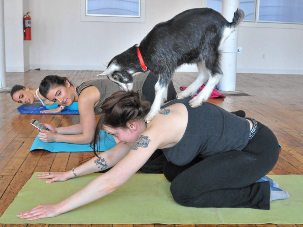 left, Cristina Fernandez and Melissa Baker watch as Karly Nickerson  balances a goat on her back during Goat Yoga in Easthampton Friday afternoon.