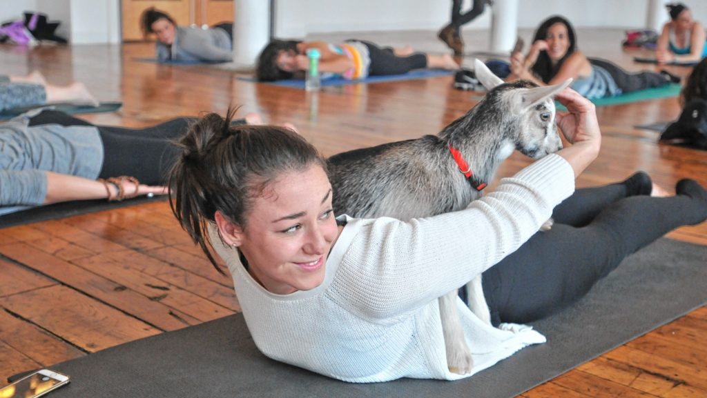 Caitlin Lavinn's during Goat Yoga in Easthampton Friday afternoon.