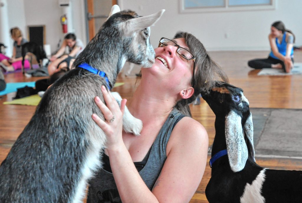 Amy Lapointe  during Goat Yoga in Easthampton Friday afternoon.