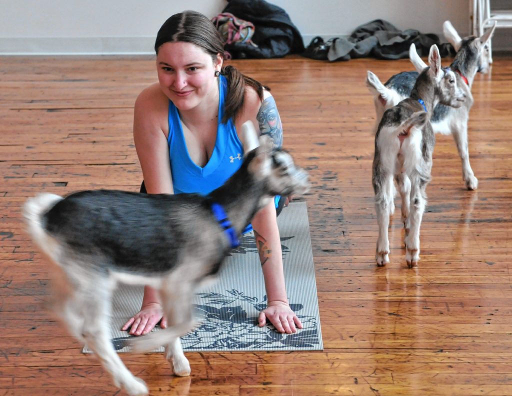 Lauren Mudway during Goat Yoga in Easthampton Friday afternoon.