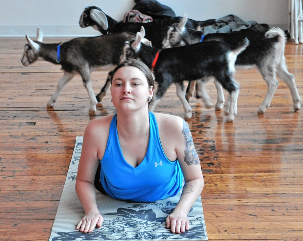 Lauren Mudway during Goat Yoga in Easthampton Friday afternoon.