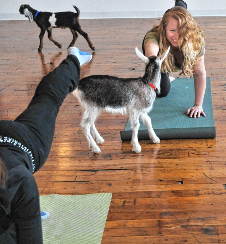 Tracy Davis reaches out to pet a goat  during Goat Yoga in Easthampton Friday afternoon.