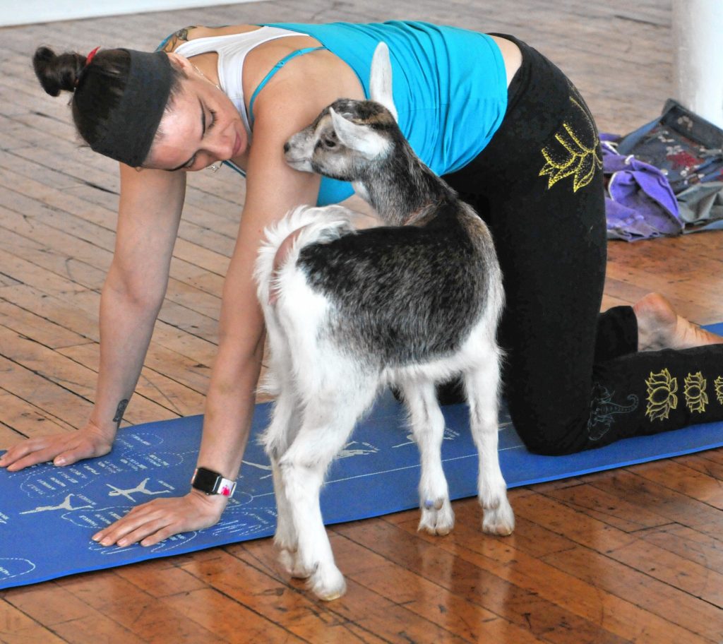 left, Cristina Fernandez  during Goat Yoga in Easthampton Friday afternoon.