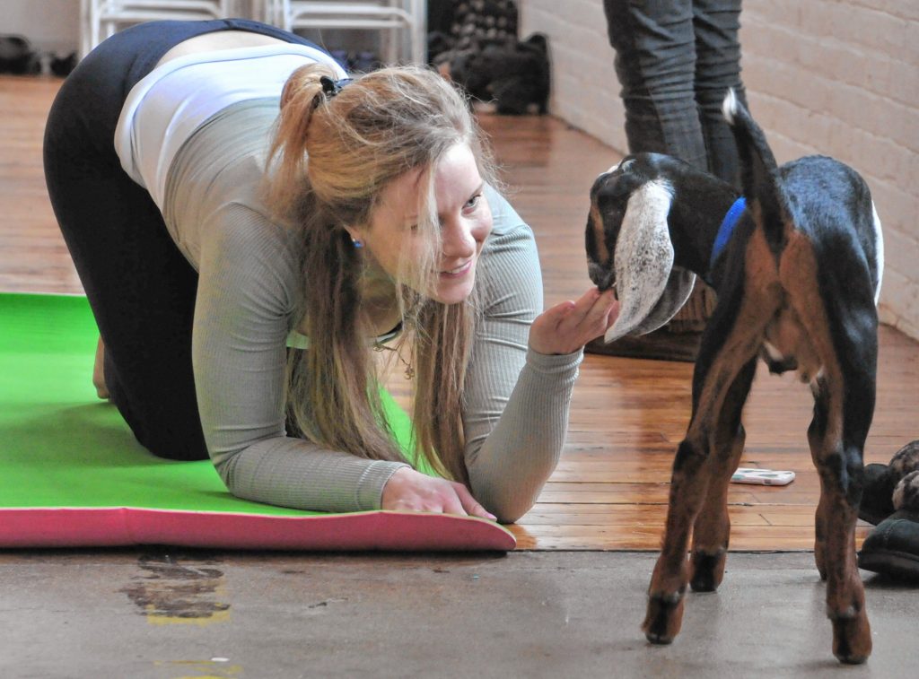 Maggie D'Amour takes a minute to say hello to a goat during Goat Yoga in Easthampton Friday afternoon.
