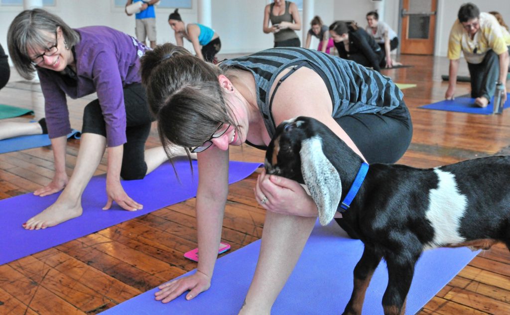 left Jane Lapointe watches as  Amy Lapointe pets a goat  during Goat Yoga in Easthampton Friday afternoon.