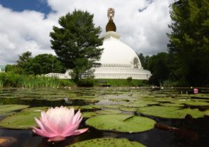 The Peace Pagoda in Leverett is seen with water lilies blooming in a nearby pond.