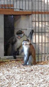 Dizzy, a male Guenon monkey who escaped his enclosure Tuesday at The Zoo in Forest Park, is shown back with his mate Mitzy at the Springfield zoo. THE ZOO IN FOREST PARK