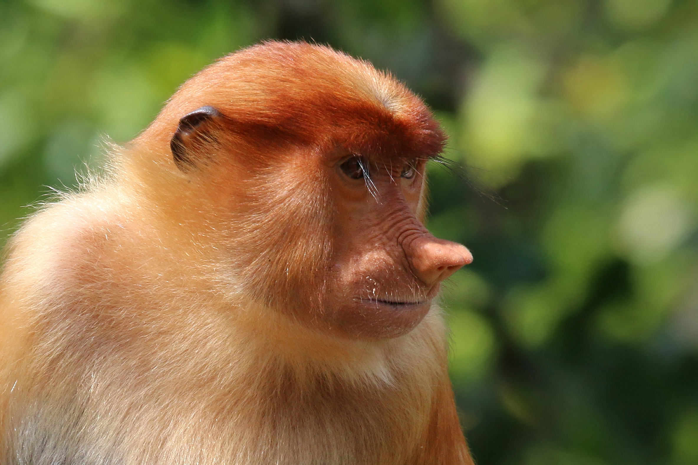 Bizarro Briefs: If a Monkey Takes a Selfie, Is It Yours?