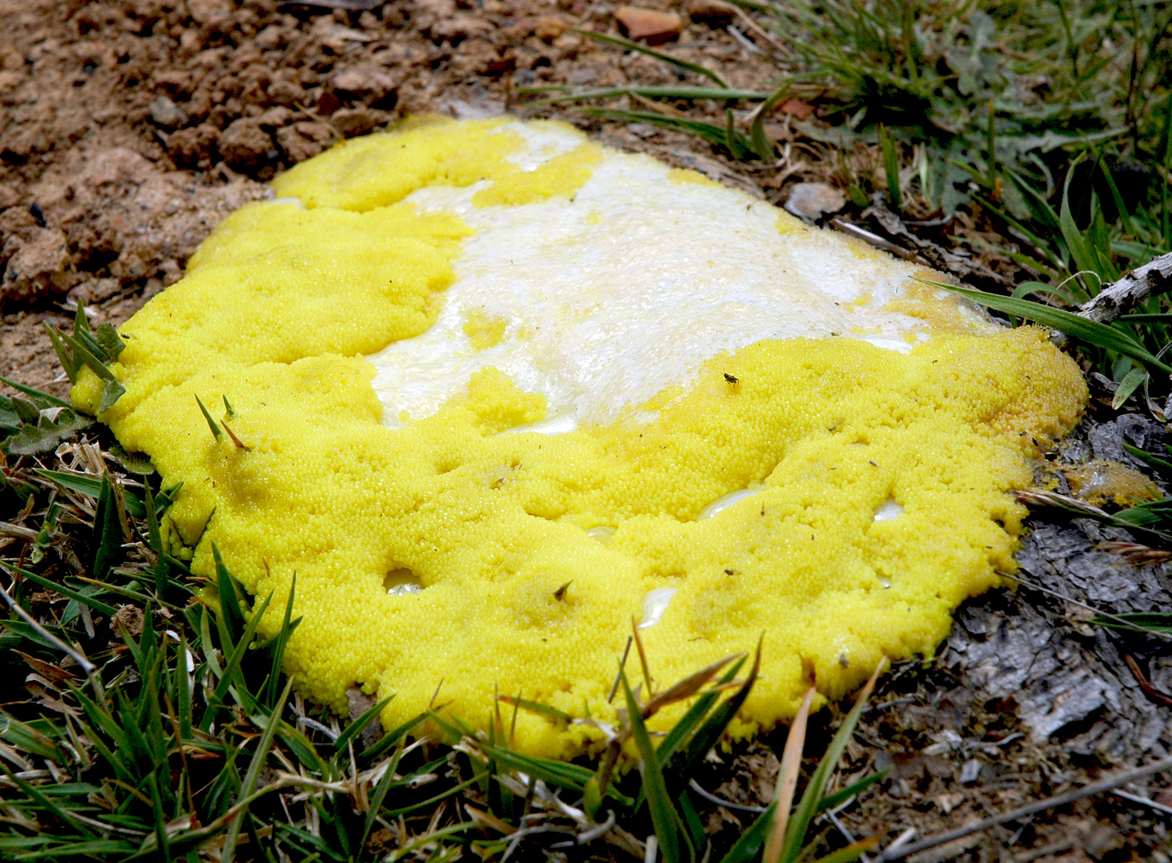 Down To Earth: Artistically collaborating with unicellular slime molds