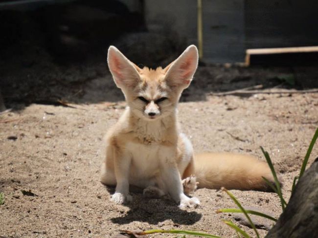 Pick of the Day 4/1: Forest Park Zoo in Springfield