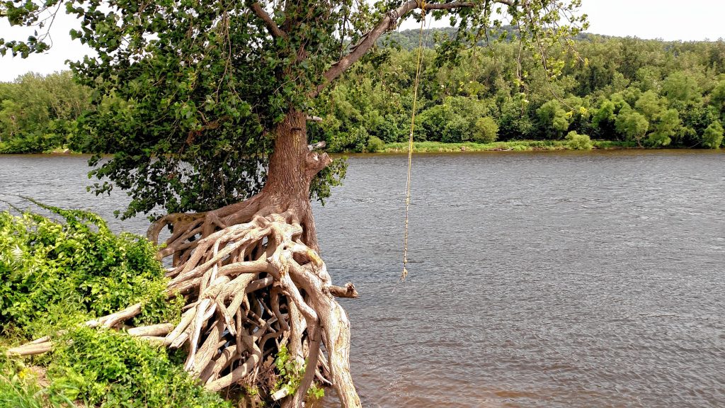 The rope swing tree by the bank of the Connecticut River in the Northampton Meadows.