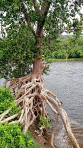 The rope swing tree by the bank of the Connecticut River in the Northampton Meadows.