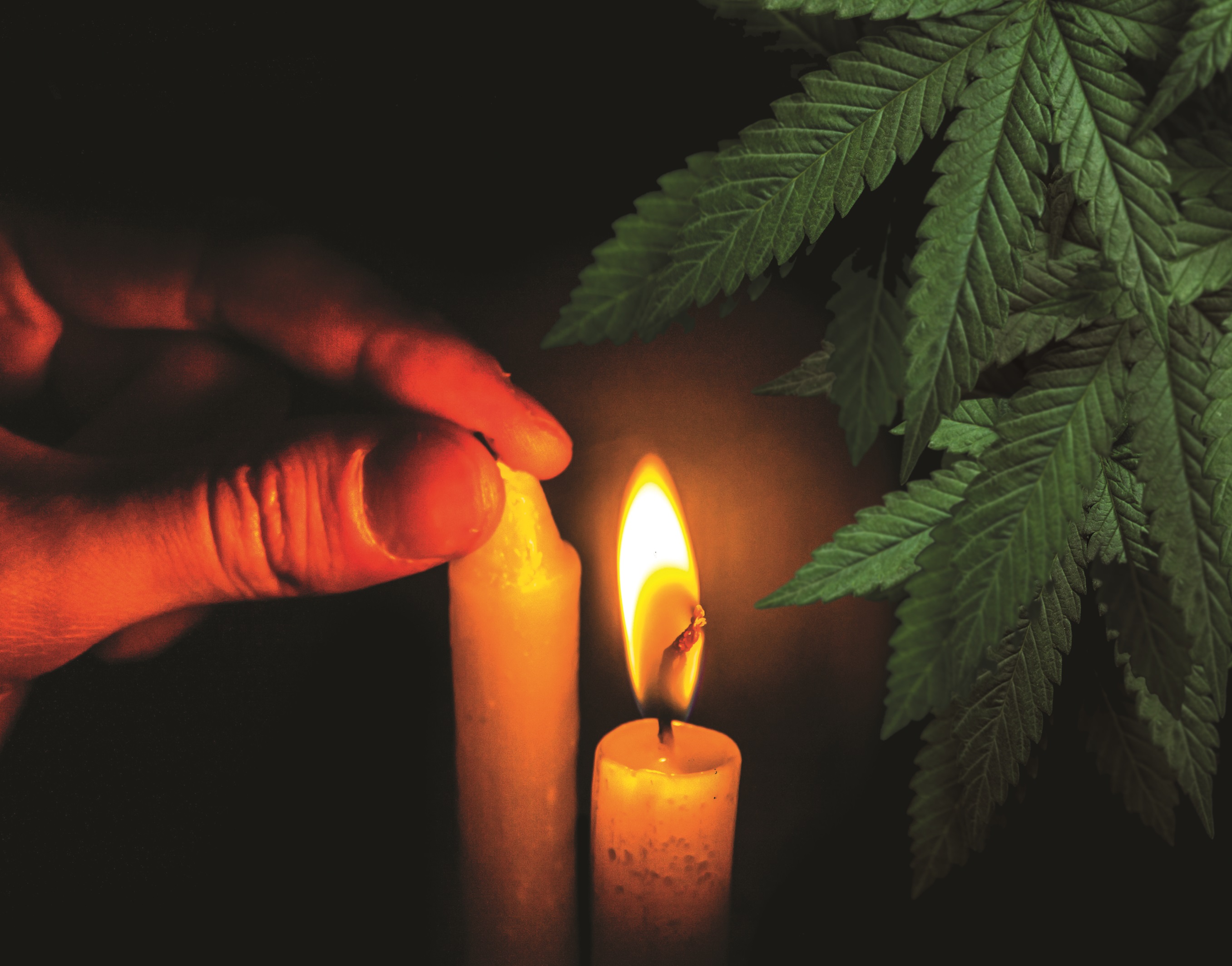 Can Legal Marijuana Snuff Out the Black Market?