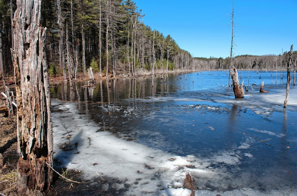 Bog on Farley Road in Wendell State Forest. Still has some ice on Thursday, April 4, 2019.