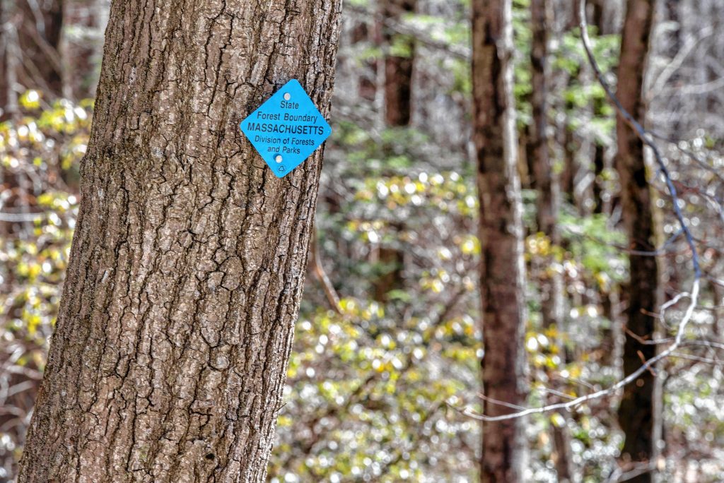 Tree marked with state forest boundary tag on Mountain Road in Wendell State Forest on Thursday, April 4, 2019.