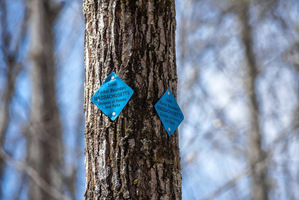Tree marked with state forest boundary tag on Wickett Pond Road in Wendell State Forest on Thursday, April 4, 2019.