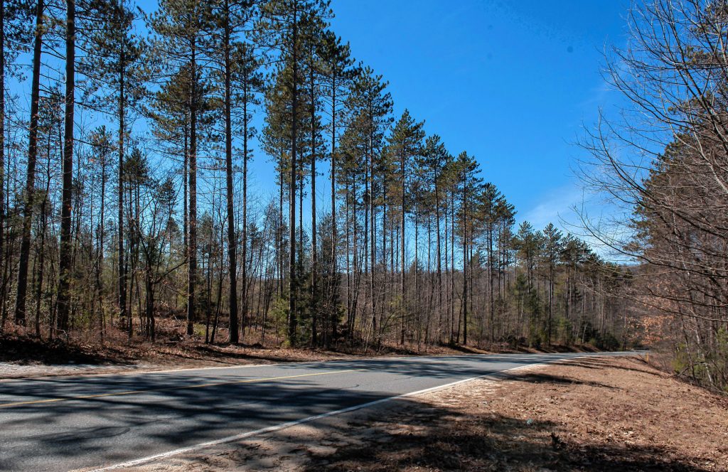 Scene in Wendell State Forest looking west along Montague  Road on Thursday, April 4, 2019.