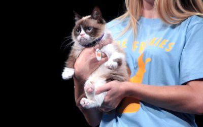 Bizarro Briefs: RIP Grumpy Cat