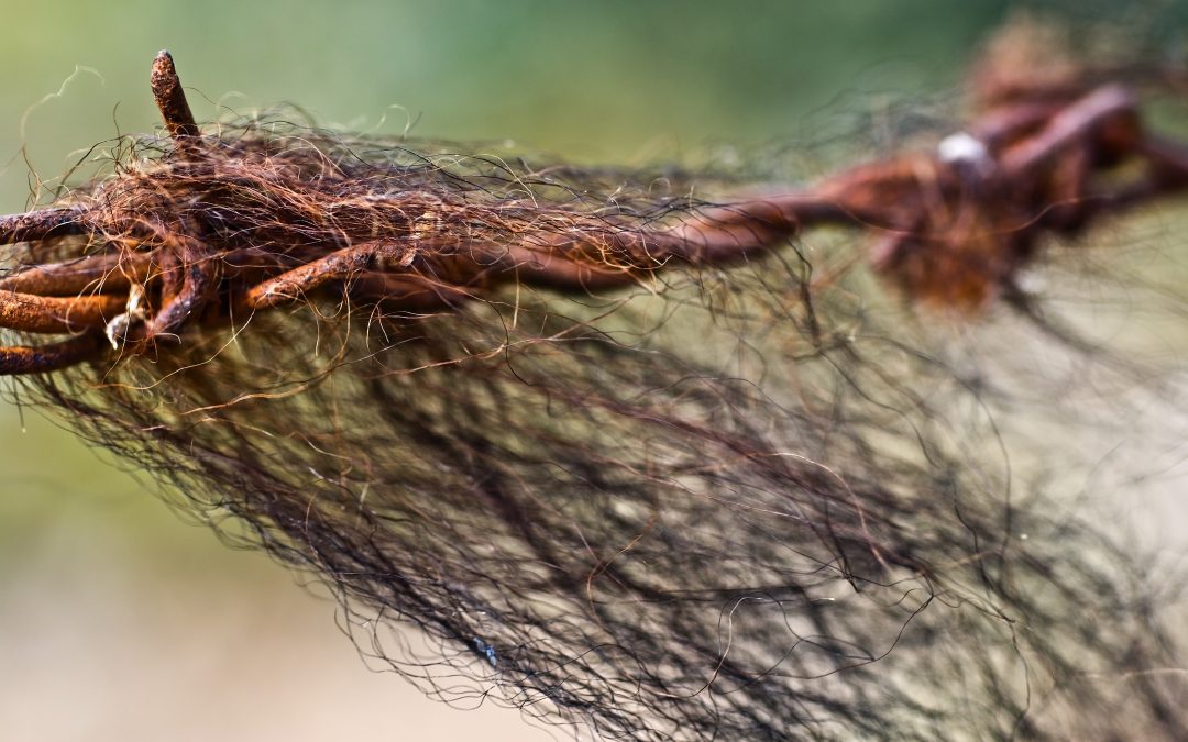 Bizarro Briefs: Hair farms for the super rich
