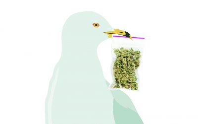 Bizarro Briefs: Swedish seagull swipes stash