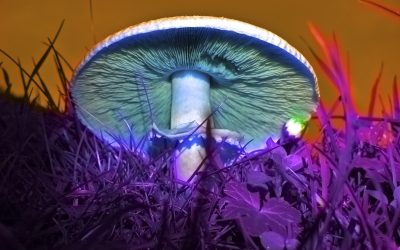 Letters to the Editor: Psychedelics on their way