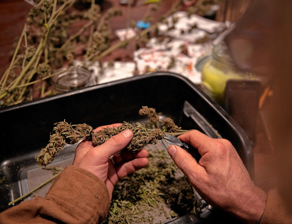 Sam Taylor trims the last of the cannabis plants he harvested this season.