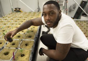 Reginald Stanfield, CEO of JustinCredible Cultivation in Cummington, with seedlings that will eventually move to the flower room as they get bigger.