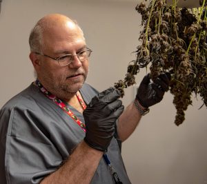 Greg "Chemdog" Krzanowski, the director of cultivation at Canna Provisions, looks over marijuana drying at the grow facility in Sheffield.