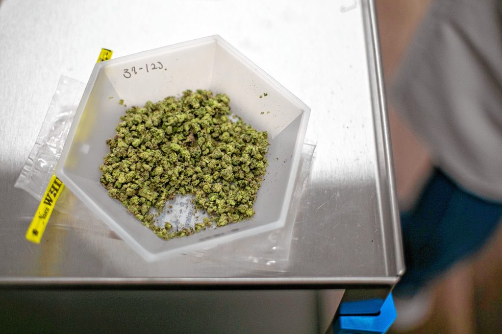 As an independent cannabis testing facility, the Analytics Lab takes special precautions to anonymize each marijuana flower sample they test at their location in Holyoke.